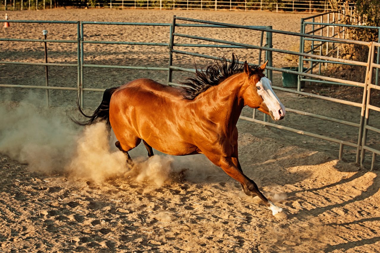 chestnut horse with white face spooking in round pen avoiding