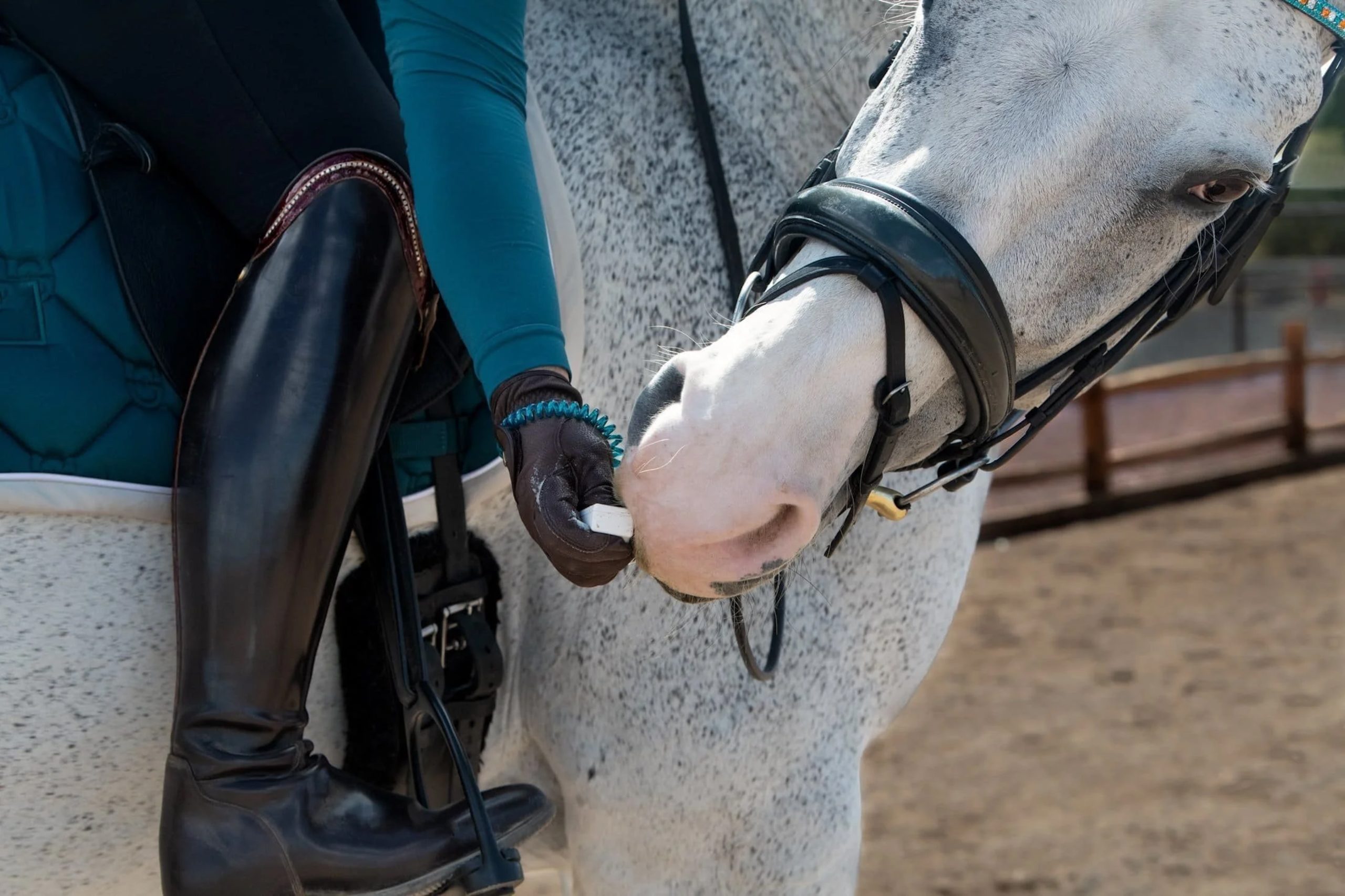 A bridled grey horse turns its head toward the rider’s shiny black boots, sniffing the clicker held in the trainer’s gloved hand.