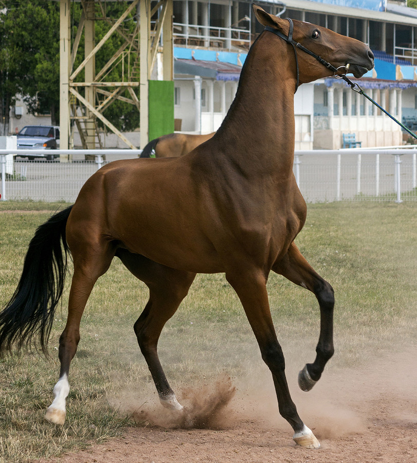 spooking frightened horse pulling at bridle with grandstand in background