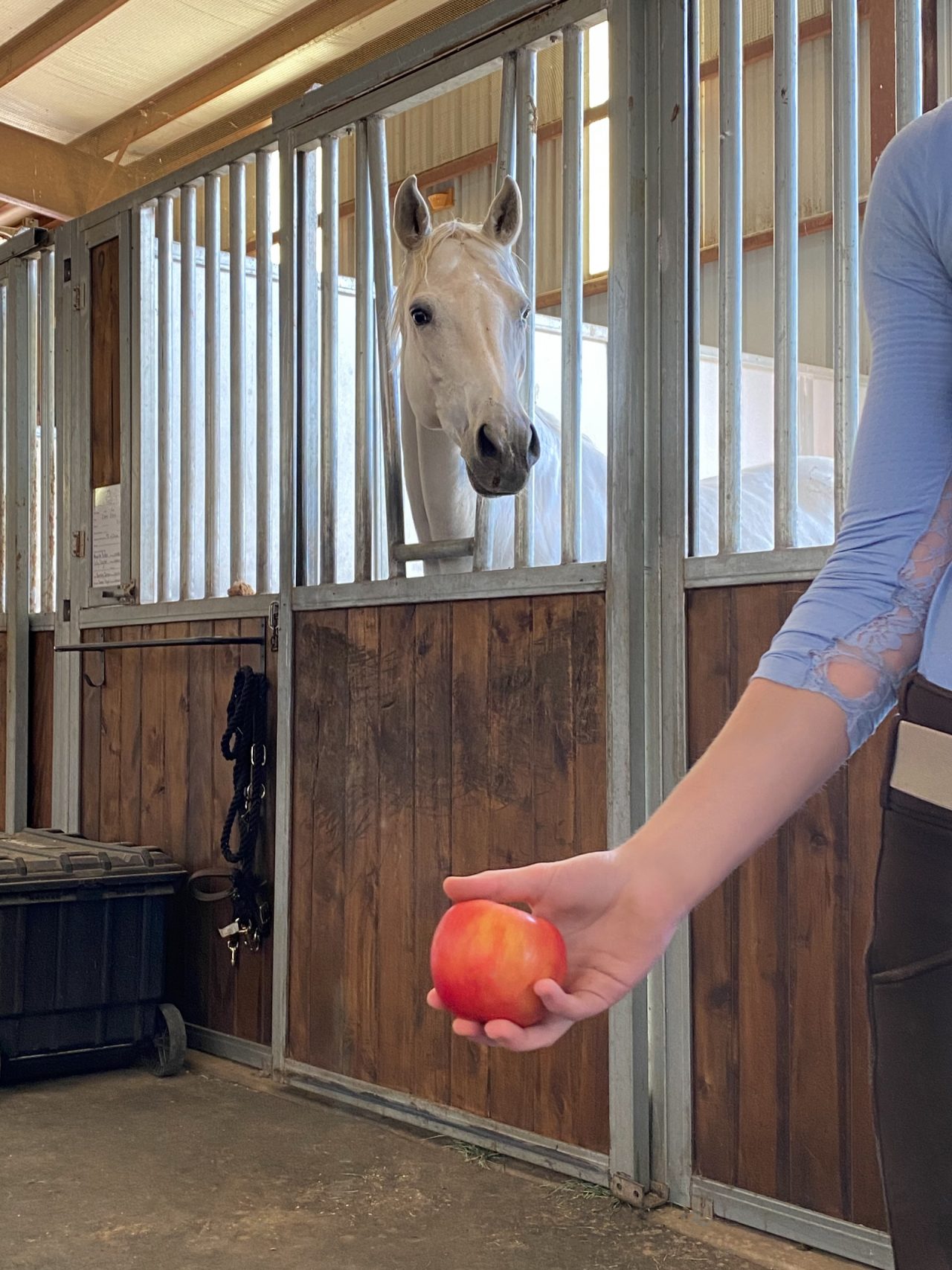 A lone white horse sticks his head out of the opening of his stall door, staring longingly at a hand holding a red delicious apple just out of reach.