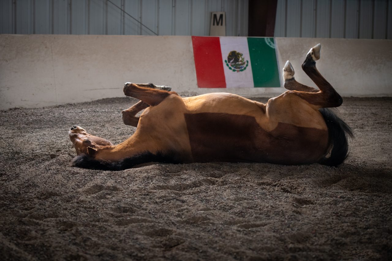 A brown horse sprawls on his back, mid-roll in the soft arena footing, with the Mexican flag hanging behind him on the kick wall.
