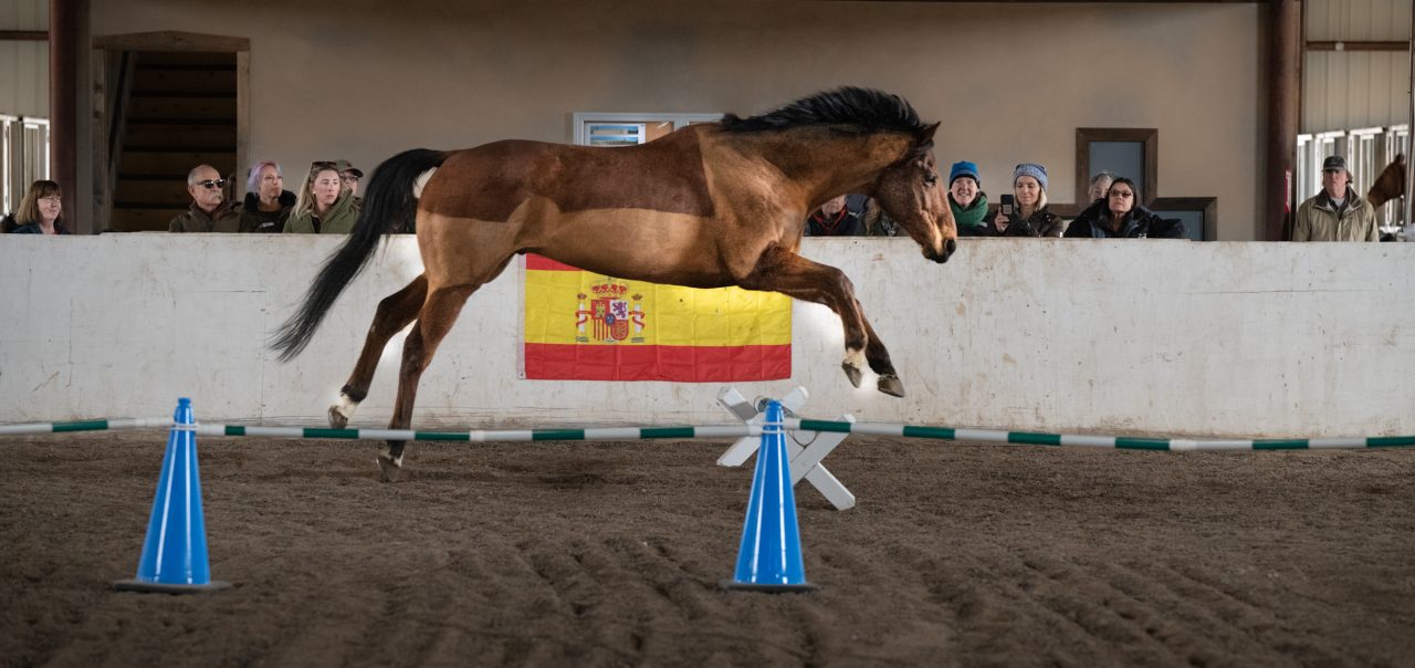 Freshly groomed bay horse caught outstretched, mid-air, jumping over cavalettis and cones, with a crowd standing behind watching in amazement.