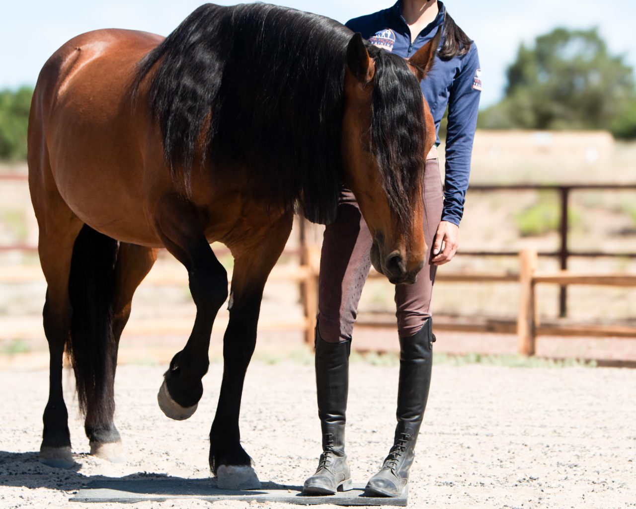 A brown horse lifts its foreleg at liberty with a trainer at its side.