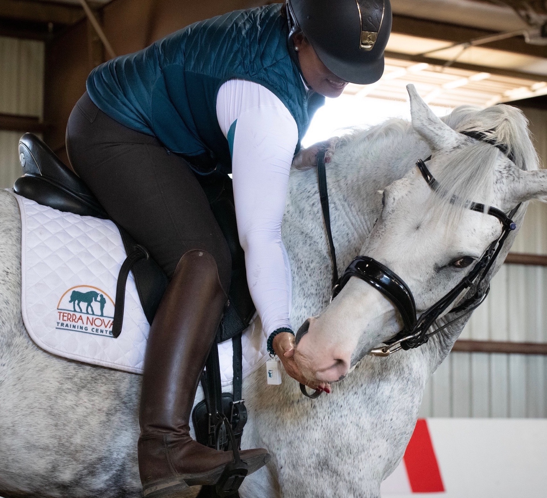 A rider leaning forward in the saddle to deliver a food reward by hand to a dappled grey horse wearing a bitless bridle. The horse has its head turned toward the rider's hand while standing in an indoor arena.